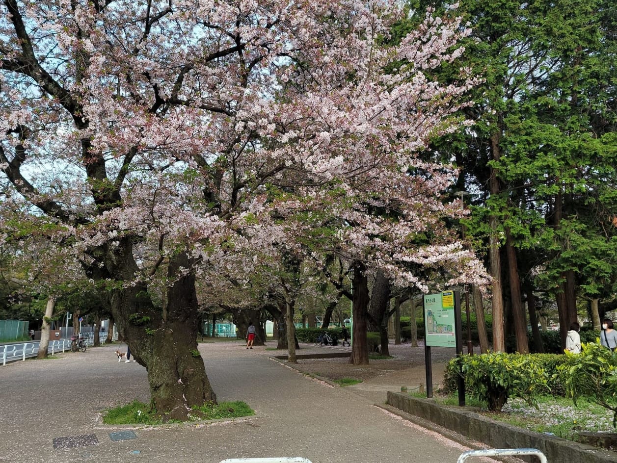 2021年春の薬円台公園の桜