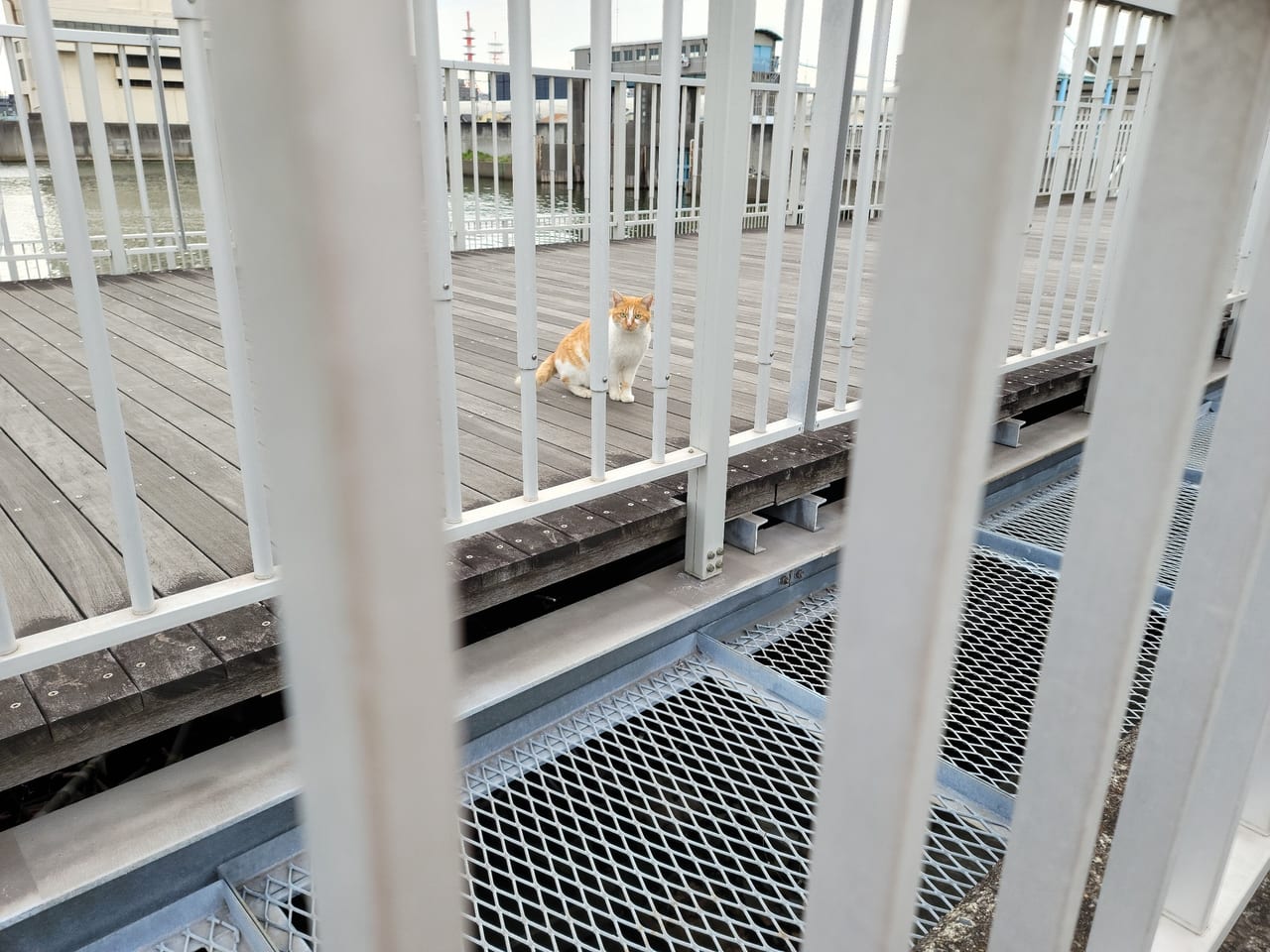 船橋市親水公園公園ネコ