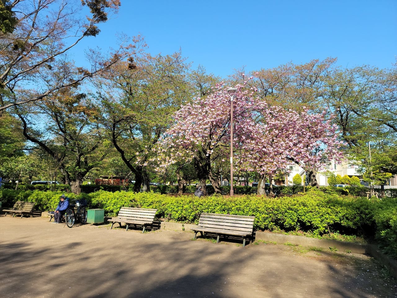 船橋御滝公園桜