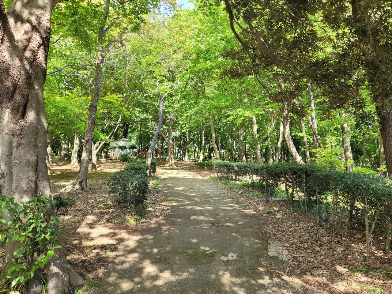 船橋田喜野井公園15