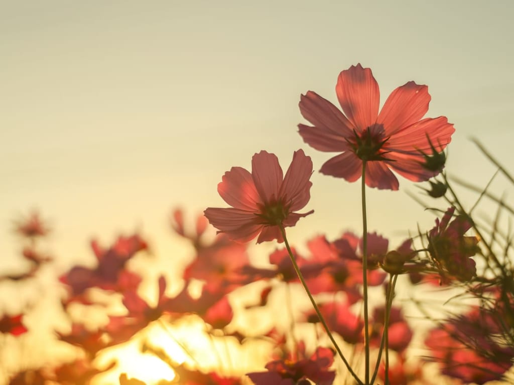 コスモス夕日