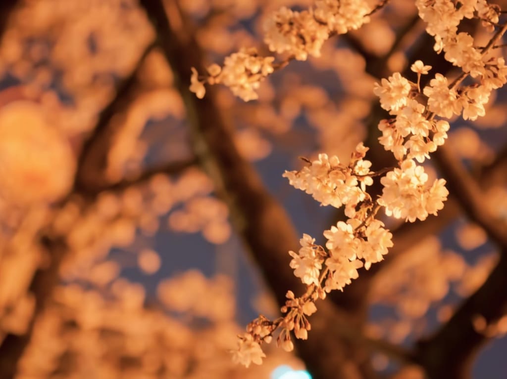 夜桜イメージ