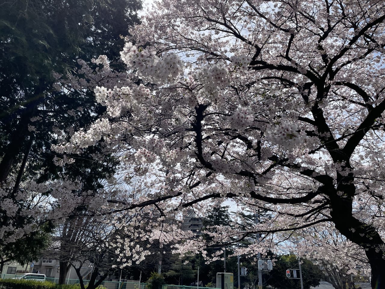 船橋市内の桜2022.4.7