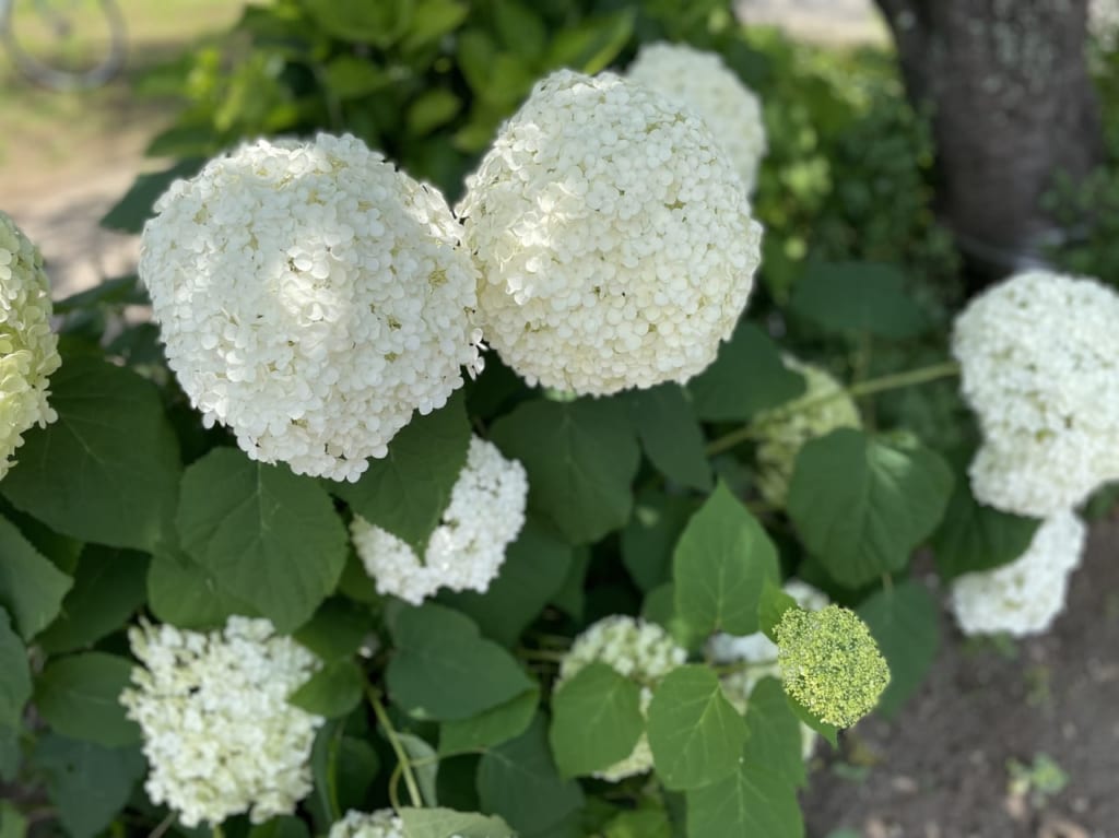 北習志野第1号公園2022.6.30-3