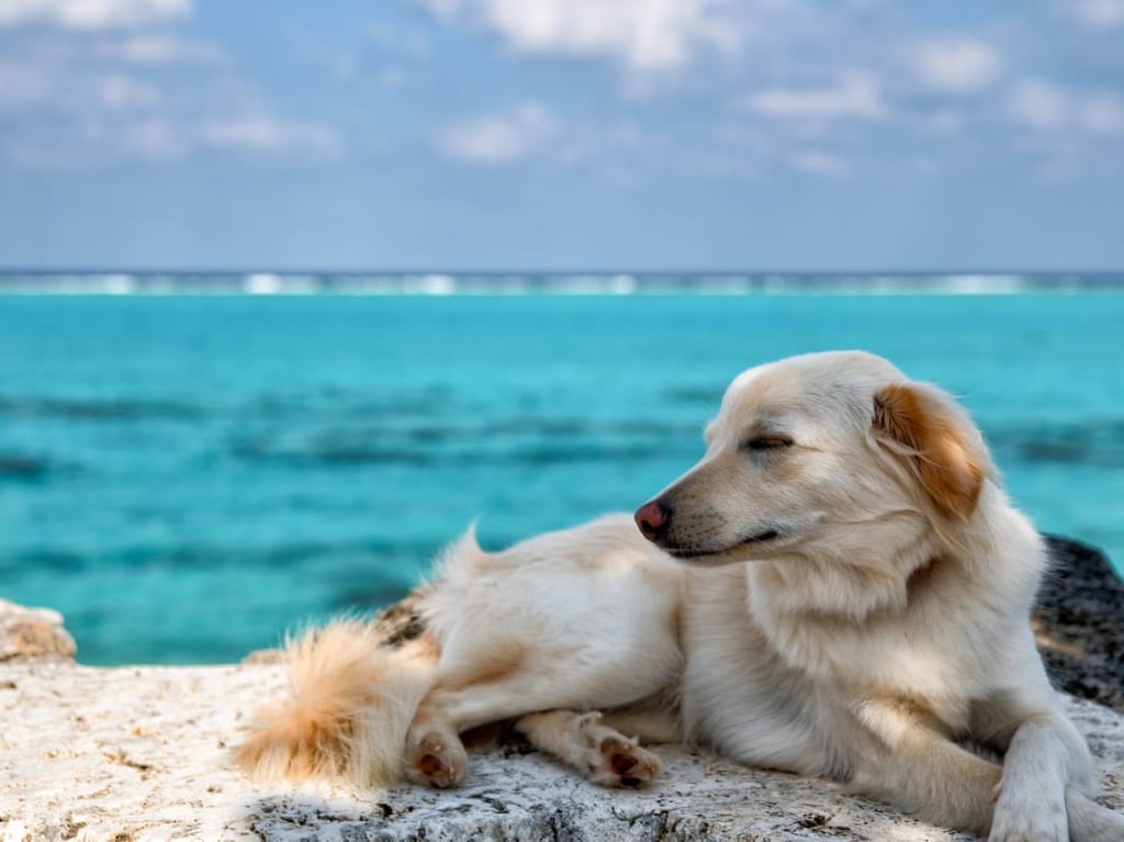潮風犬