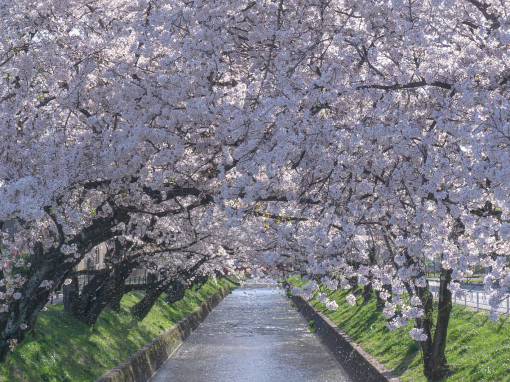 川と桜