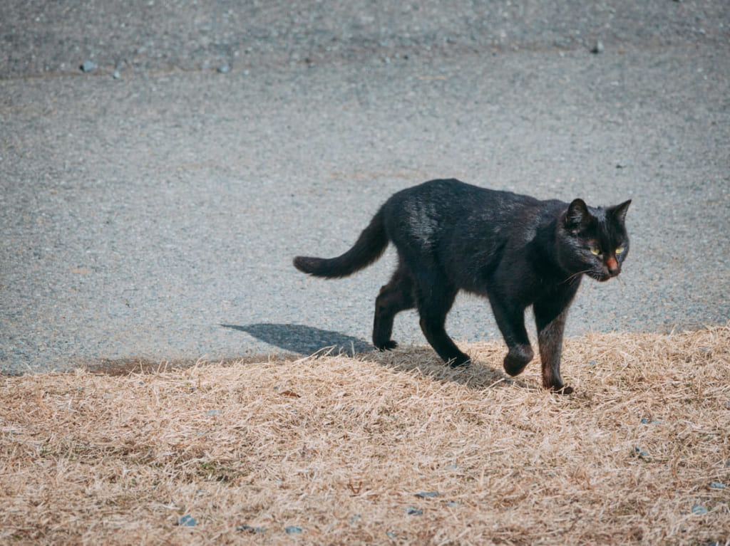 猫
