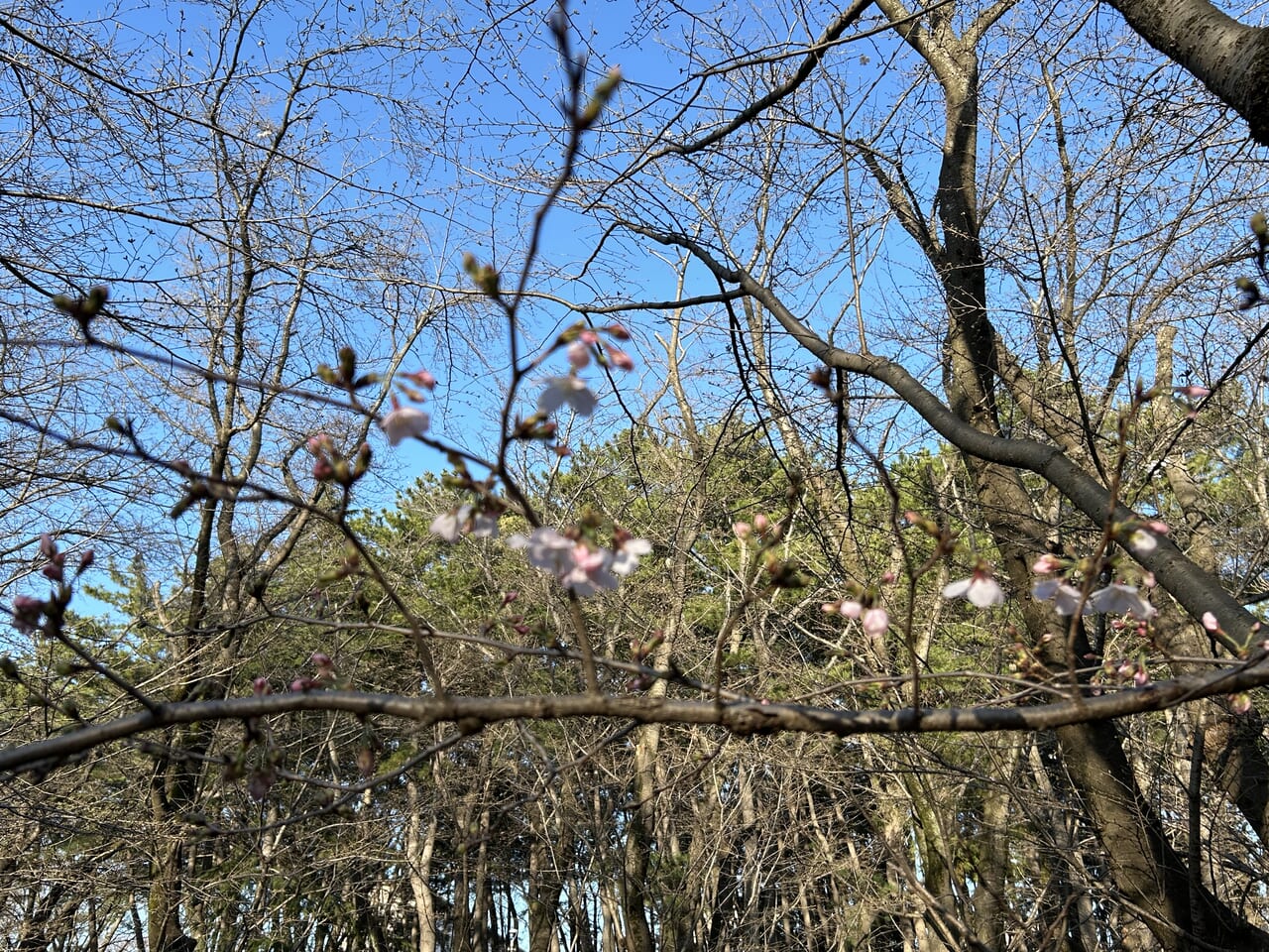 桜2024-2